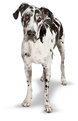 pethealth